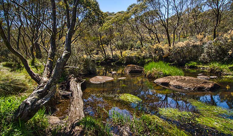 Junction Pools campground - Accommodation NSW