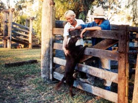 Minmore Farmstay Bed and Breakfast - Australia Accommodation