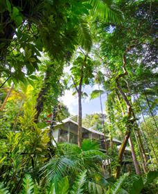 Daintree Eco Lodge and Spa - 2032 Olympic Games