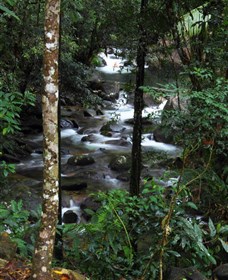 Daintree Secrets Waterfall Sanctuary - thumb 1