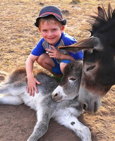 Destiny Boonah ECO Cottages And Donkey Farm - thumb 0