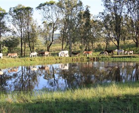 Destiny Boonah ECO Cottages And Donkey Farm - thumb 1