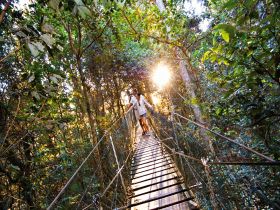 O'Reilly's Rainforest Retreat - New South Wales Tourism 