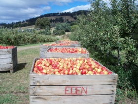Eden Orchard And Farmstay - thumb 1