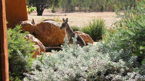 Kangaroos in the Top Paddock - Accommodation NSW