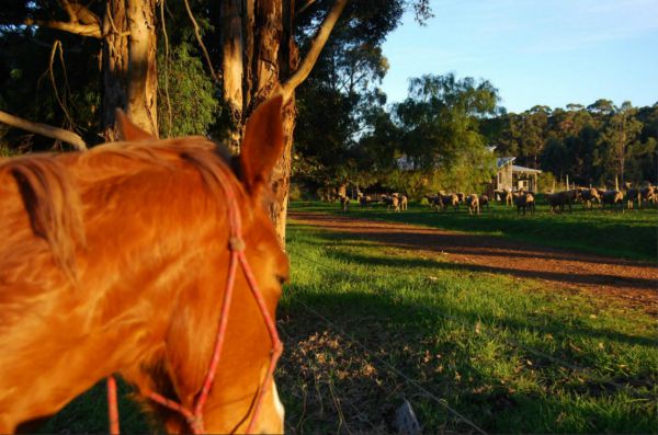 Billa Billa Farm Cottages - New South Wales Tourism 