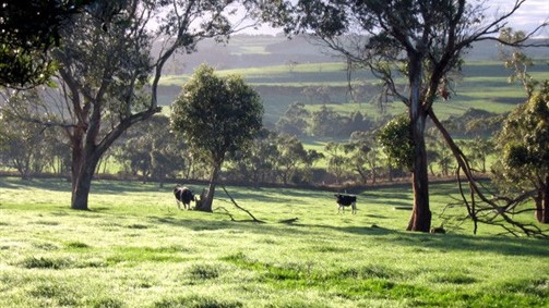 Bellevue Farmstay - Accommodation ACT