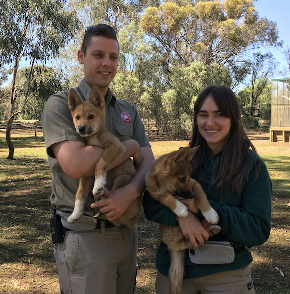 Kyabram Fauna Park - New South Wales Tourism 