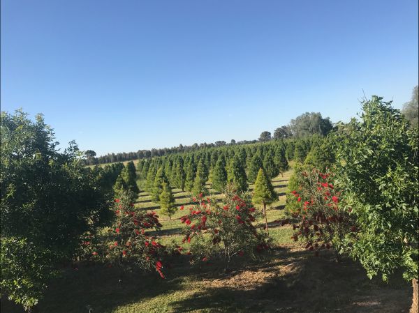 Rutherglen Christmas Trees Farm Stay - Australia Accommodation