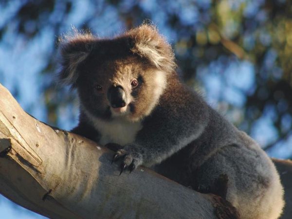 Bimbi Park Camping Under Koalas - thumb 2