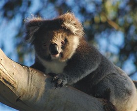 Bimbi Park Camping Under Koalas - Sydney Tourism